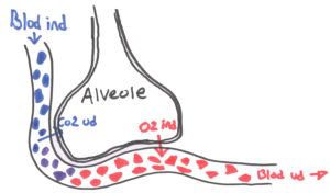 kapillær-alveoler