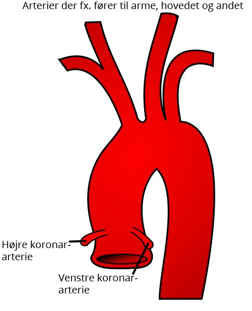 koronar-arterier