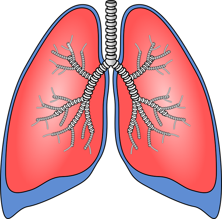 lungs-154282_960_720