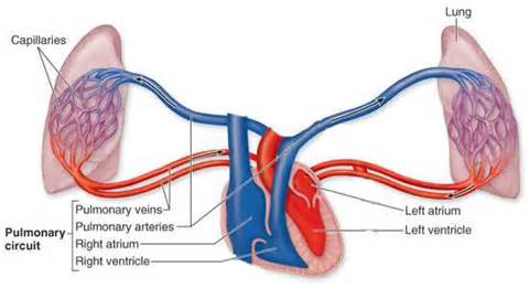 what-is-pulmonary-circulation_2-1