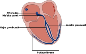 Hjerte-default-ventrikel-system-png
